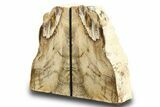 Tall, Colorful Petrified Wood Bookends - Washington #274856-1